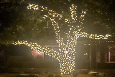 Beautiful tree wrapping with Christmas lights